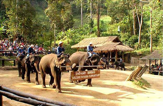 Elephant Camp, Mae Sa
