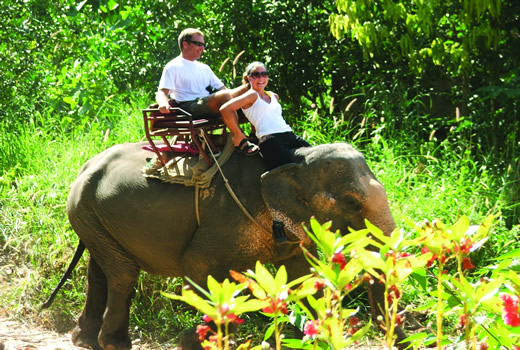 Thai Elephants